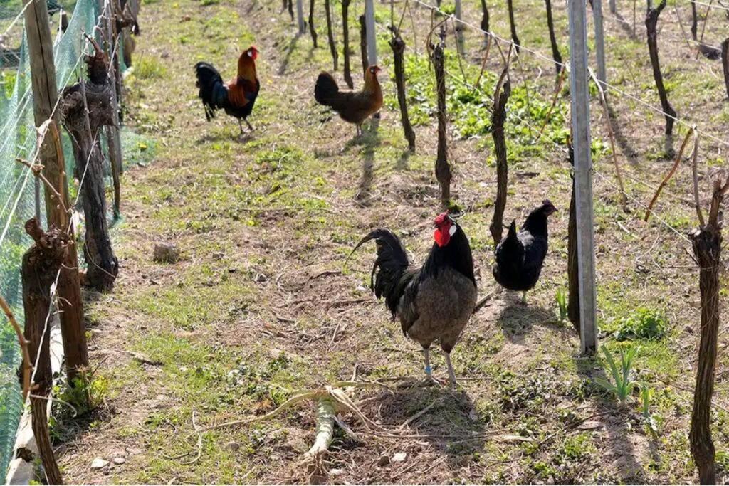 Gite L'Oeuf Ou La Poule, Parking Prive, Sur Domaine Viticole Ribeauville  Bagian luar foto